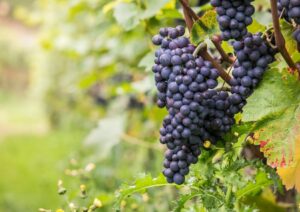 Pinot Noir franse druiven kwaliteitwijnen Pinot Noir franse druiven kwaliteitwijnen